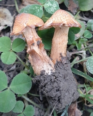 Cortinarius distans