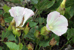 Calystegia macrostegia macrostegia