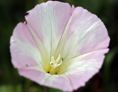 Calystegia macrostegia macrostegia