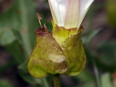 Calystegia macrostegia macrostegia
