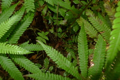 Sphaerostephanos heterocarpos