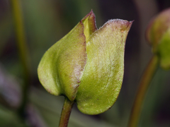 Calystegia macrostegia macrostegia