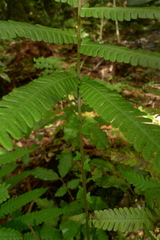 Sphaerostephanos heterocarpos