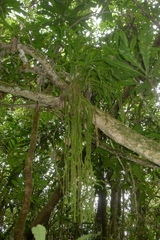 Phlegmariurus phlegmarioides