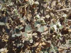 Euphorbia brandegeei