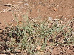 Stephanomeria pauciflora