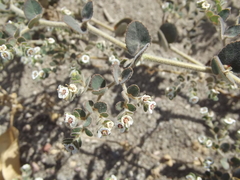 Euphorbia brandegeei