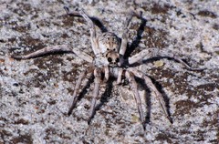Pavocosa