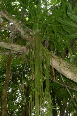 Phlegmariurus phlegmarioides