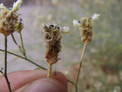 Psorothamnus emoryi arenarius