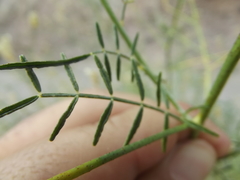 Psorothamnus emoryi arenarius