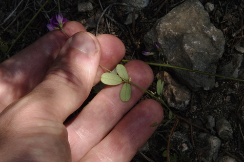 Image of Lespedeza texana by (c) Eric Knight, some rights reserved (CC BY)