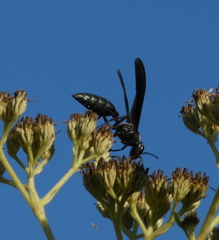 Synoeca ilheensis