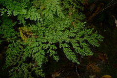 Vandenboschia maxima