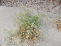Psorothamnus emoryi arenarius
