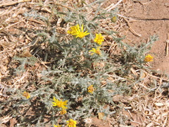 Xanthisma spinulosum