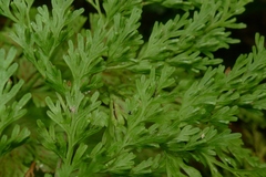 Vandenboschia maxima