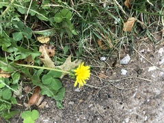 Taraxacum officinale