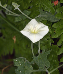 Calystegia malacophylla malacophylla