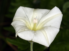 Calystegia malacophylla malacophylla