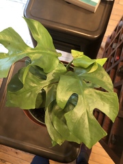 Rhaphidophora tetrasperma