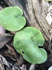 Cyrtostylis reniformis