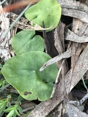 Cyrtostylis reniformis