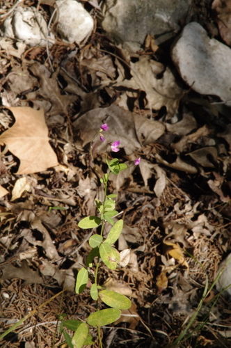 Image of Lespedeza texana by (c) Eric Knight, some rights reserved (CC BY)