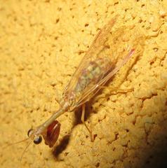 Mantispinae
