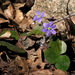 Round-lobed Hepatica - Photo (c) Per Verdonk, some rights reserved (CC BY-NC)