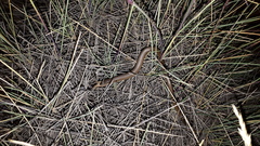 Delma butleri