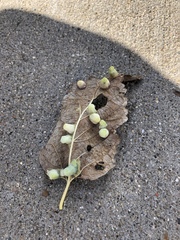 Pachypsylla celtidismamma