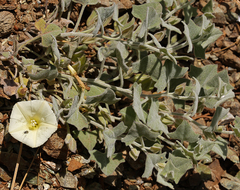 Calystegia malacophylla malacophylla