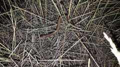 Delma butleri