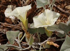 Calystegia malacophylla malacophylla