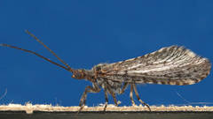 Trichoma gracilipenne