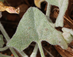 Calystegia malacophylla malacophylla