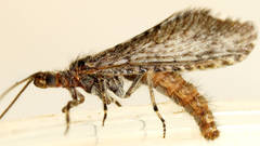 Trichoma gracilipenne