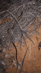 Delma butleri