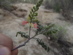 Indigofera fruticosa