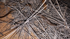Delma butleri