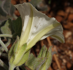 Calystegia malacophylla malacophylla
