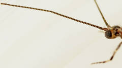 Trichoma gracilipenne