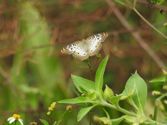 Anartia jatrophae image
