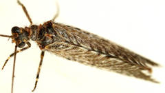 Trichoma gracilipenne