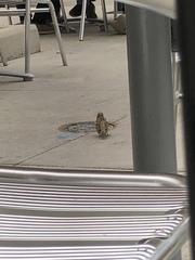Passer domesticus