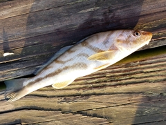 Menticirrhus saxatilis