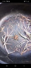 Araneae