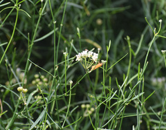 Funastrum gracile