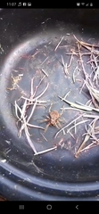 Araneae